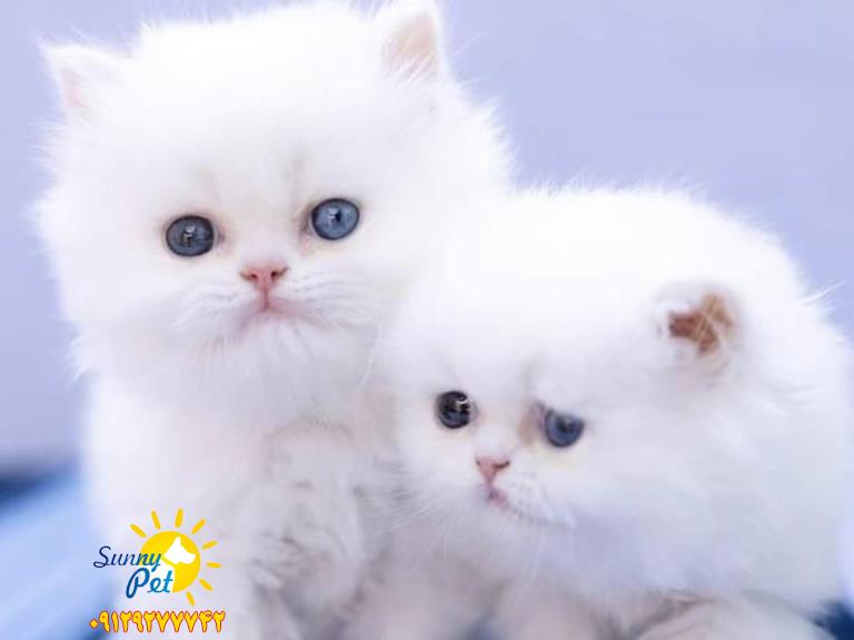 فروش گربه پرشین - گربه پرشین
