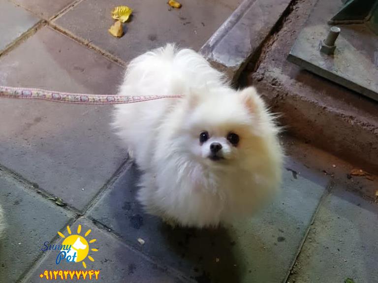 سگ پامرانین 09129277742