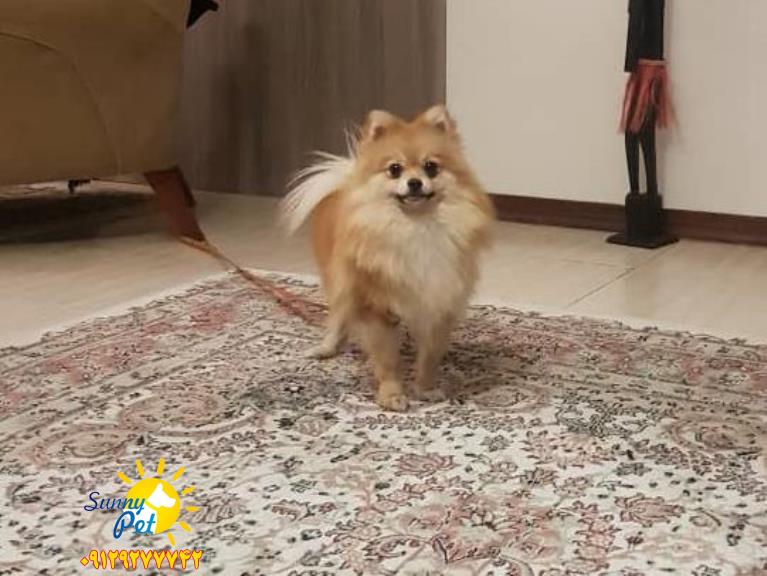 سگ پامرانین روباهی 09129277742
