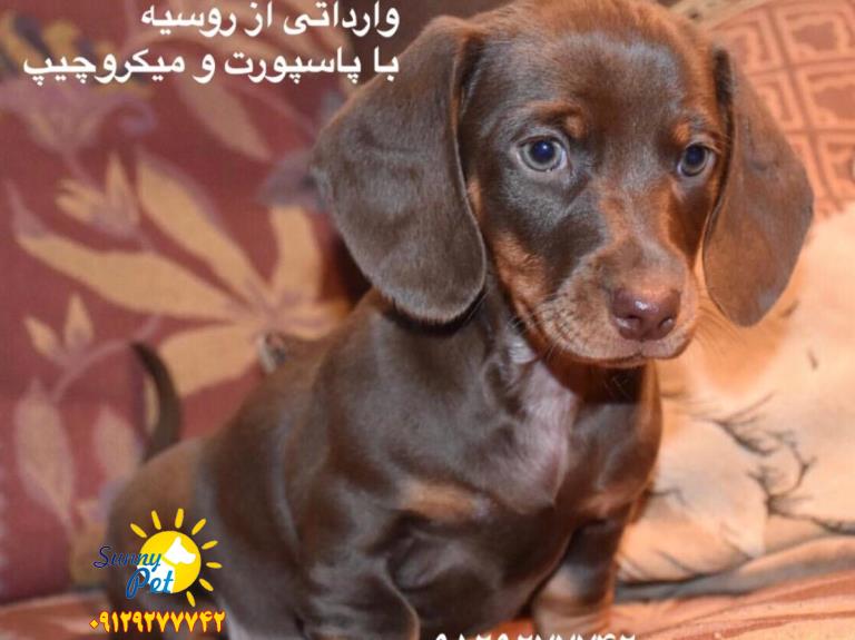 فروش سگ داشهوند - سگ جک راسل