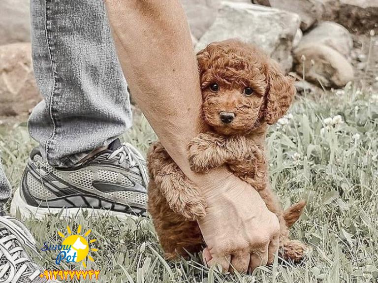 فروش سگ پودل عروسکی